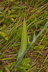 Yellow fringed orchid